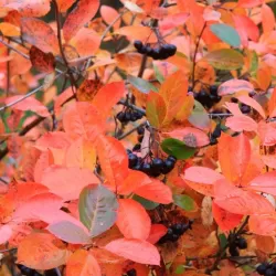 Aronija - Aronia mitshhurini AMIT