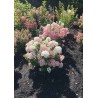 Hydrangea paniculata LIVING TOUCH OF PINK