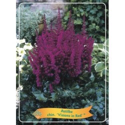 copy of Astilbė - Astilbe chinensis Visions in Red ® P11