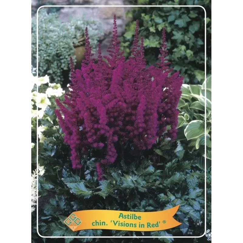 Astilbė - Astilbe chinensis VISIONS IN RED