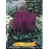 Astilbe chinensis VISIONS IN RED