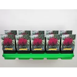 Astilbe chinensis VISIONS IN RED