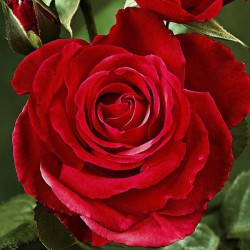 Rožė - Rosa Nina Weibull®