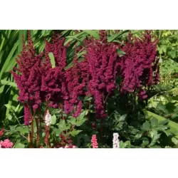 Astilbe chinensis VISIONS IN RED