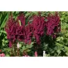 Astilbe chinensis VISIONS IN RED
