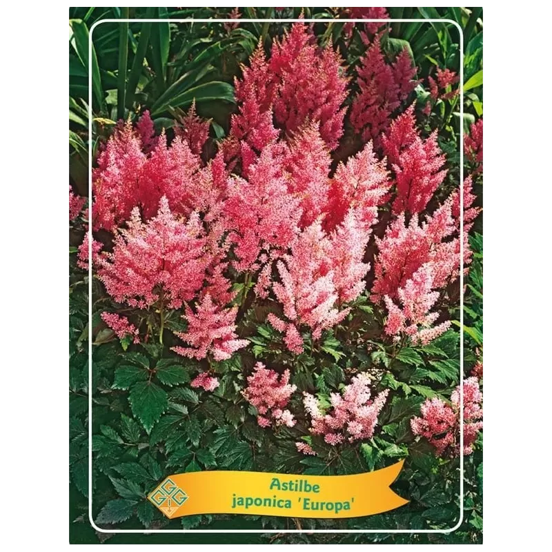 Astilbė - Astilbe japonica EUROPA Astilbė - Astilbe japonica EUROPA