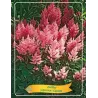 Astilbė - Astilbe japonica EUROPA