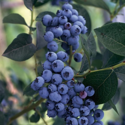 Highbush Blueberry - Vaccinium corymbosum ELIZABETH