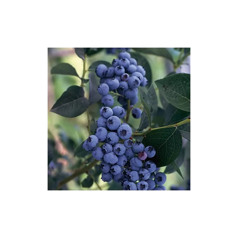 Highbush Blueberry - Vaccinium corymbosum ELIZABETH