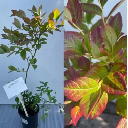 Aukštoji šilauogė (vid. vėl. - vėlyva) - Vaccinium corymbosum ELISABETH