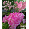 Šluotelinė hortenzija - Hydrangea paniculata SUNDAE FRAISE