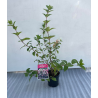 Šluotelinė hortenzija - Hydrangea paniculata SUNDAE FRAISE
