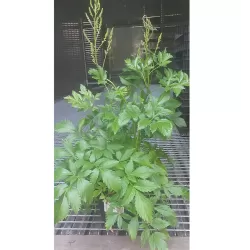 Astillbė - Astilbe arendsii SNOWDRIFT