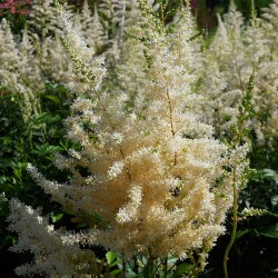 Astillbė - Astilbe arendsii SNOWDRIFT