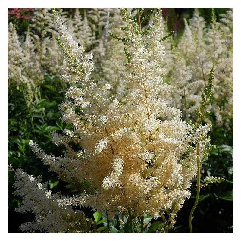 Astillbė - Astilbe arendsii SNOWDRIFT