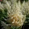 Astillbė - Astilbe arendsii SNOWDRIFT
