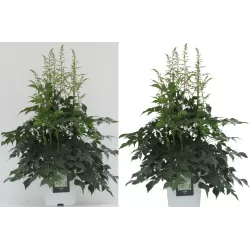 Astillbė - Astilbe arendsii SNOWDRIFT