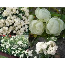 Rosa WHITE MORSDAG ®