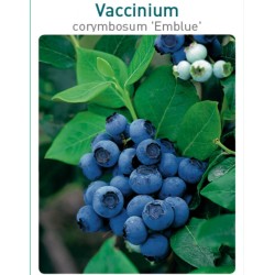 Aukštoji šilauogė - Vaccinium corymbosum EMBLUE