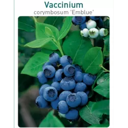 Aukštoji šilauogė (vid. vėl.) - Vaccinium corymbosum EMBLUE