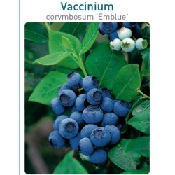 Highbush Blueberry - Vaccinium corymbosum EMBLUE