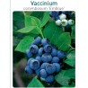 Aukštoji šilauogė - Vaccinium corymbosum EMBLUE