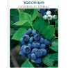 Aukštoji šilauogė (vid. vėl.) - Vaccinium corymbosum EMBLUE