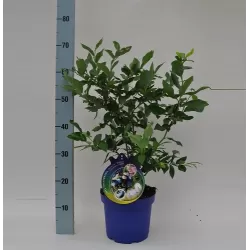 Highbush Blueberry - Vaccinium corymbosum EMBLUE