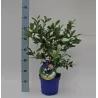 Highbush Blueberry - Vaccinium corymbosum EMBLUE