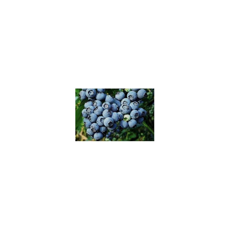 Highbush Blueberry - Vaccinium corymbosum MEADER