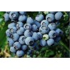 Highbush Blueberry - Vaccinium corymbosum MEADER