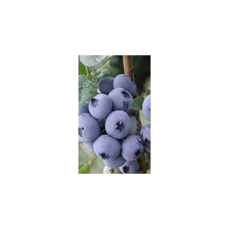 Aukštoji šilauogė (vid. vėl. - vėlyva) - Vaccinium corymbosum NELSON