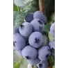 Aukštoji šilauogė (vid. vėl. - vėlyva) - Vaccinium corymbosum NELSON