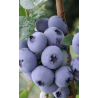 Highbush Blueberry - Vaccinium corymbosum NELSON