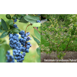 Highbush Blueberry - Vaccinium corymbosum PATRIOT