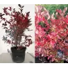 Aukštoji šilauogė -Vaccinium corymbosum PIONEER