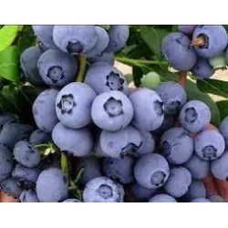 Highbush Blueberry - Vaccinium corymbosum PIONEER