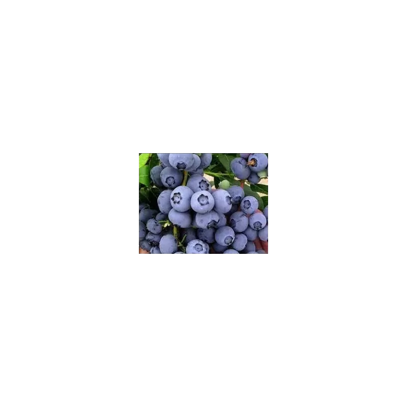 Highbush Blueberry - Vaccinium corymbosum PIONEER