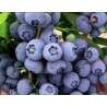 Highbush Blueberry - Vaccinium corymbosum PIONEER