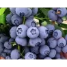 Highbush Blueberry - Vaccinium corymbosum PIONEER