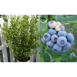 Highbush Blueberry - Vaccinium corymbosum POLARIS
