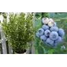 Highbush Blueberry - Vaccinium corymbosum POLARIS
