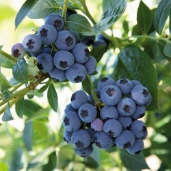Highbush Blueberry - Vaccinium corymbosum REKA