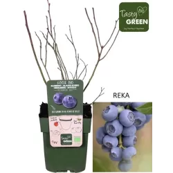 Aukštoji šilauogė (ankstyva - vid. vėl.) - Vaccinium corymbosum REKA