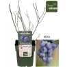 Highbush Blueberry - Vaccinium corymbosum REKA