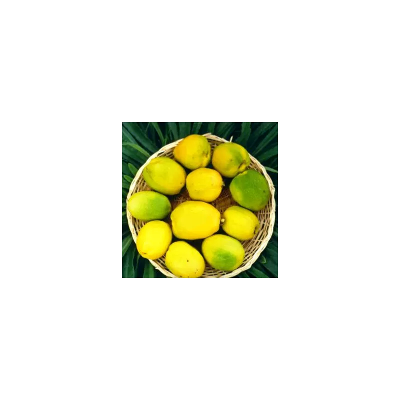 Japoninių svarainių sodinukai su pristatymu į namus