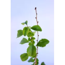 Japoninių svarainių sodinukai su pristatymu į namus