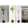 Alyvos - Syringa meyeri PALIBIN