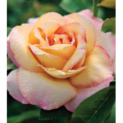 Rožė - Rosa PEACE ®