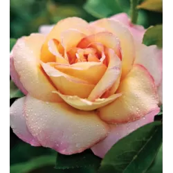 Rožė - Rosa PEACE (MME A. MEILLAND) ®